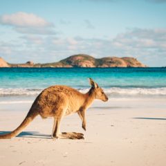 ENEL- À la conquête de l’Australie