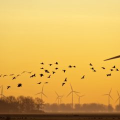 Hérault — Les pales d’éoliennes tuent des oiseaux protégés, FNE assigne EDF en justice